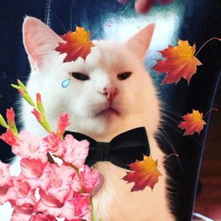 КАМОРКА, ЧТО ЗА АКТОВЫМ ЗАЛОМ