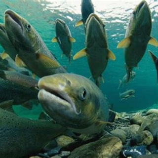 КАМЧАТСКИЙ ИНСАЙДЕР