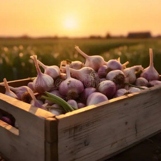 ПО ЧЕСНОКУ LIFE КАНАЛ