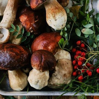 ГРИБЫ + ЯГОДЫ | ЧАТ  | ОПТОМ | ДИКОРОСЫ