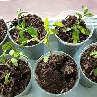 БАКЧАЧЫ ЛИЛИЯ