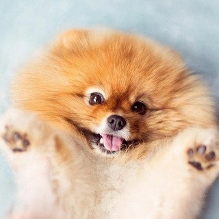 КРОШКА ШПИЦ