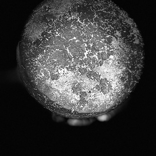 МОЛОЧНАЯ ФЕРМА «ЧЕРНЫЙ ЛИС»