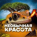 НЕОБЫЧНАЯ КРАСОТА