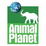 ANIMAL PLANET