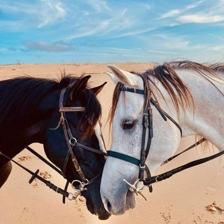 ЛОШАДИНЫЙ МИР