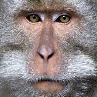 ОБЕЗЬЯНКИ [MONKEY]