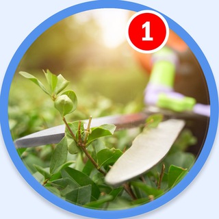 ВОКРУГ САДА 