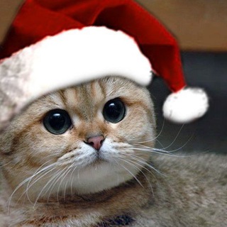 #КОТЕКИПРАВЯТМИРОМ