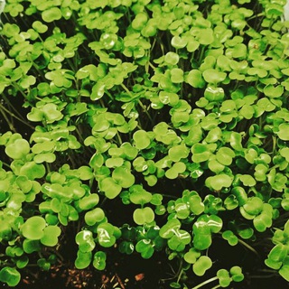 МИКРОЗЕЛЕНЬ И ЗЕЛЕНЬ СЕМЕНАСВЕТПИТАНИЕСУБСТРАТЫЗАЩИТАОБСУЖДАЕМ ПОСТОЯННО.