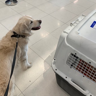 В ТАЙЛАНД С ПИТОМЦЕМ