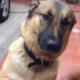 ГИФКИ С ЖИВОТНЫМИ