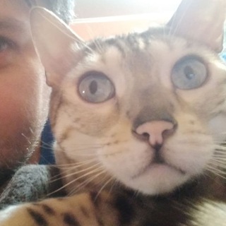 ШУЛИКА ДЛЯ ВАС СОЗДАЛ АГРЕГАТОР