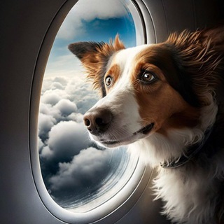 ДОСТАВКА ПИТОМЦЕВ  WORLDWIDE PETS DELIVERY