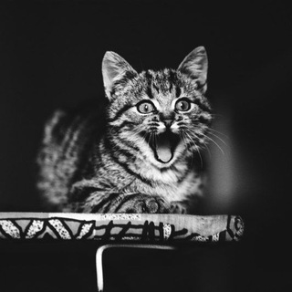 УСАТИК ПОЛОСАТИК  ЗООТОВАРЫ РЫБКИ МАРИУПОЛЬ