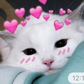 ГИФКИ С КОТИКАМИ