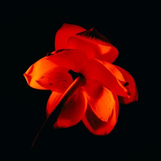 МЫСЛЕФОРМА