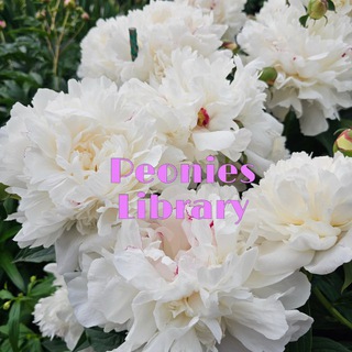 PEONIES_LIBRARY