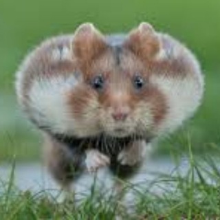 КРИПТО ТРЕЙДЕР