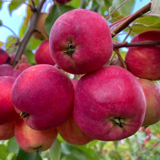 БАРГУЗИНСКИЕ САЖЕНЦЫ . БУРЯТИЯ