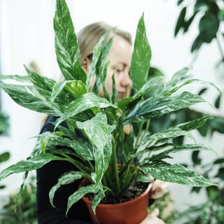 GREENERYHOME