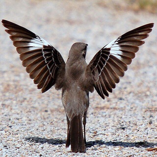 ПЕРЕСМЕШНИКИ