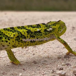 КЕЙПТАУНИАН, ЮАР