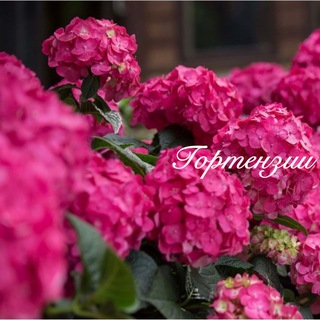 ПИТОМНИК ГОРТЕНЗИЙ ANNABELLE