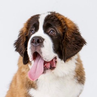 БЕТХОВЕН - ВЕТКЛИНИКА