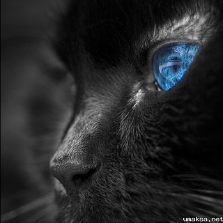 МУДРЫЕ МЫСЛИ НА КАЖДЫЙ ДЕНЬ