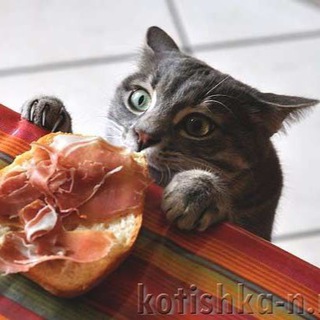 ЛЮДМИЛА ПЛЕХАНОВА ГОТОВИМ ВМЕСТЕ