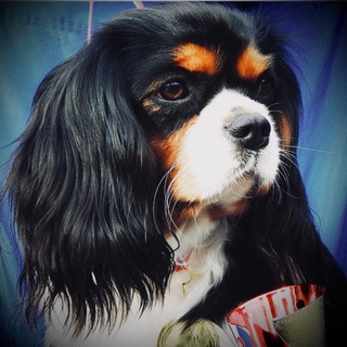 БЛОГ СИЛЬВИИ О КАВАЛЕР КИНГ ЧАРЛЬЗ СПАНИЕЛЯХ