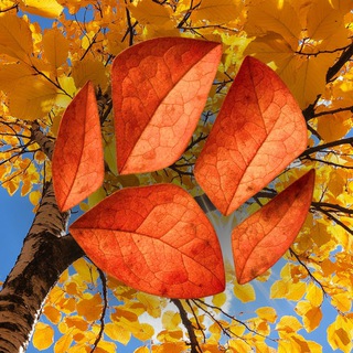 КАНАЛ «ЖИВАЯ ПЛАНЕТА»