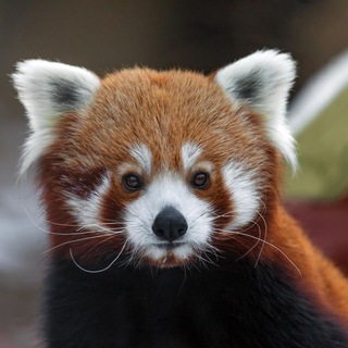 ЗООПАРКИ РОССИИ