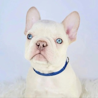 ФРАНЦУЗСКИЕ БУЛЬДОГИ | FRENCH BULLDOGS