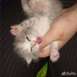 БЕСПЛАТНЫЕ КОТИКИ С АВИТО