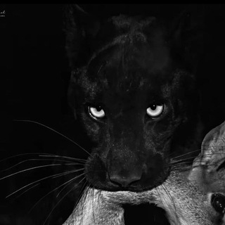 В ДИАПАЗОНЕ.