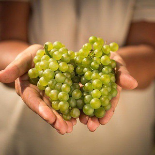 ОРГАНИЗАТОР ВИННЫХ ПУТЕШЕСТВИЙ