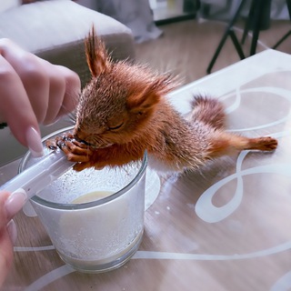 БЕЛКА УЛЯ - BELKA.ULYA