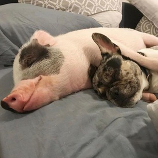 ХРЮНИ И ПЁСЕЛИ