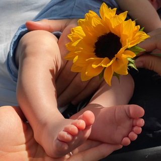 SUNFLOWER FAMILY_РОДЫ В МАЙАМИ