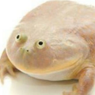 IT IS WEDNESDAY, MY DUDES