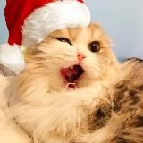 БЛЯЦКИЕ КОТЫ