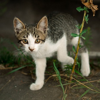 ПОЛІЦІЯ КОТИКІВ