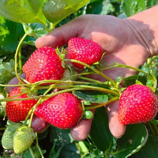 ПИТОМНИК ДОЛБНЯ