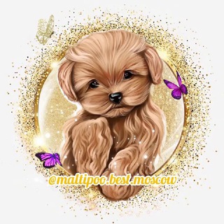 МАЛЬТИПУ MALTIPOO