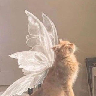 КОШАЧИЙ ЛЕС 