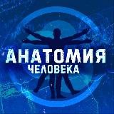 АНАТОМИЯ ЧЕЛОВЕКА