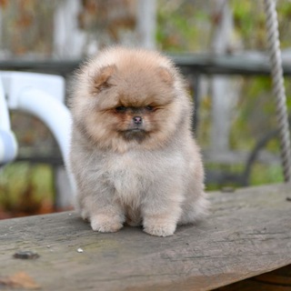 PUPPY POMERANIAN