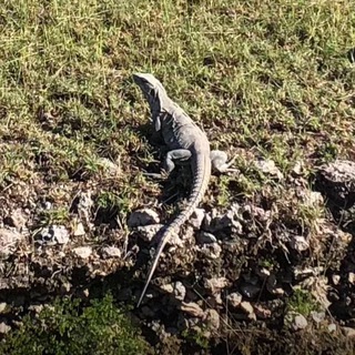 СБИТЫЙ КОСМОНАВТ